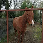 Hébergement de vacances Casa Do Moinho Rural Campo E , 9 Pessoas, Animais Benvindos