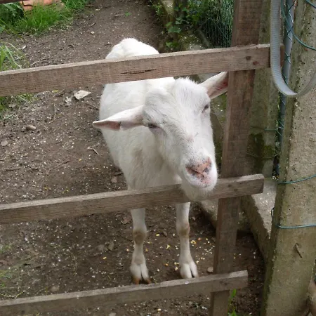 Casa Do Moinho Rural Campo E , 9 Pessoas, Animais Benvindos Casa de Férias