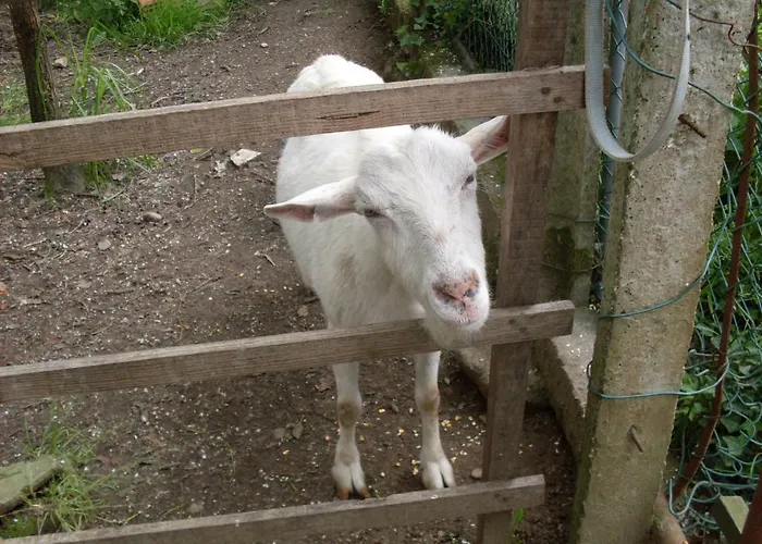 Casa Do Moinho Rural Campo E , 9 Pessoas, Animais Benvindos Prázdninový dům